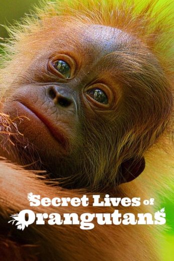 مشاهدة فيلم Secret Lives of Orangutans 2024 مترجم